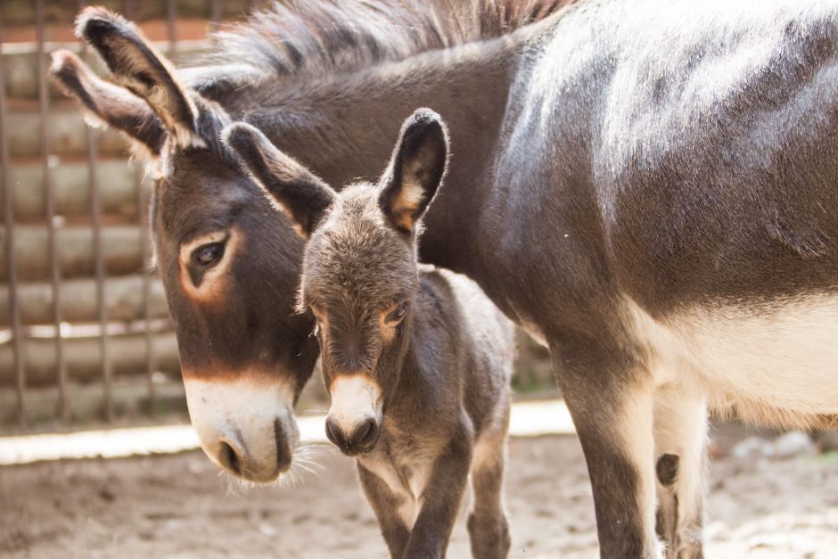 Zoologijos sodo jaunikliai: asiliukas ir zebriukas