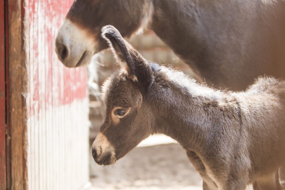 Zoologijos sodo jaunikliai: asiliukas ir zebriukas