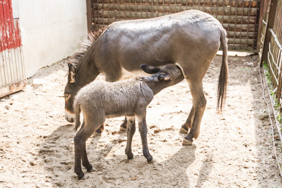 Zoologijos sodo jaunikliai: asiliukas ir zebriukas