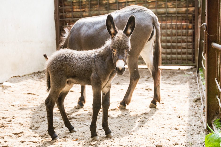 Zoologijos sodo jaunikliai: asiliukas ir zebriukas