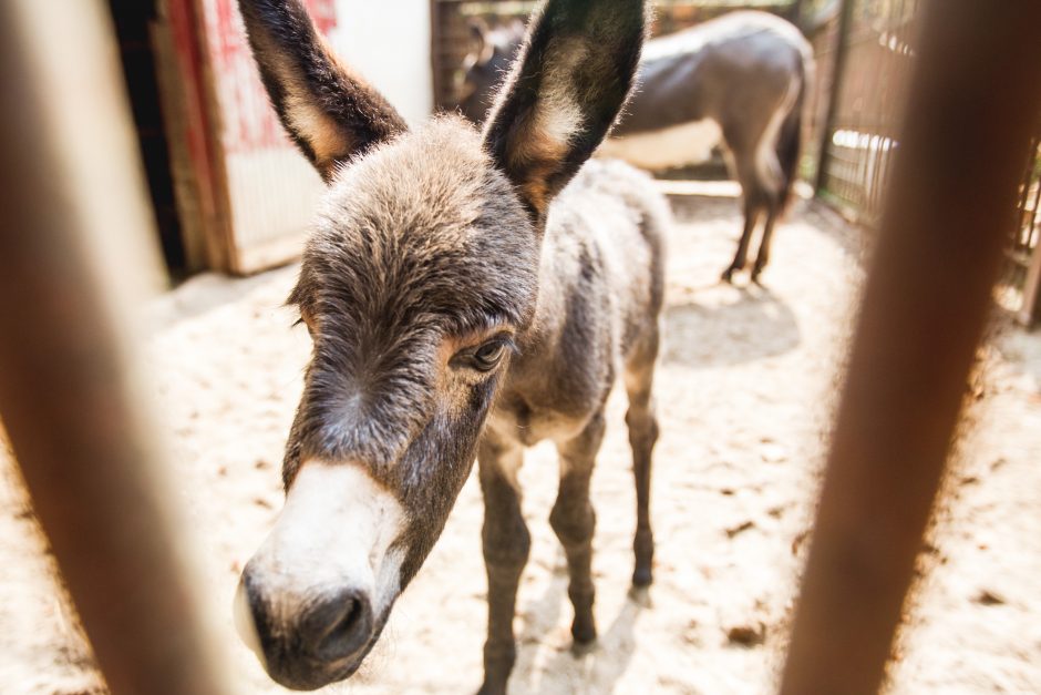 Zoologijos sodo jaunikliai: asiliukas ir zebriukas