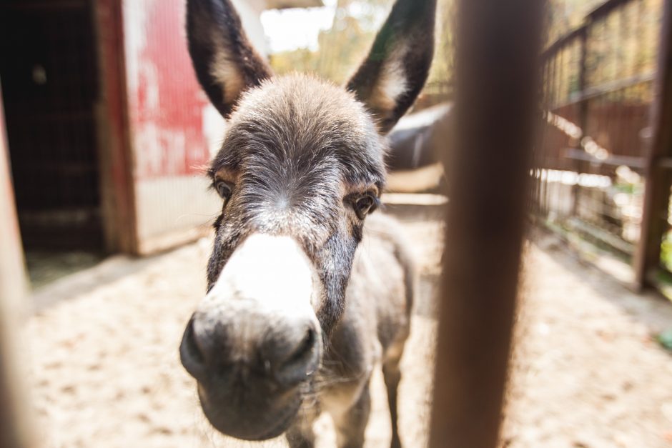 Zoologijos sodo jaunikliai: asiliukas ir zebriukas