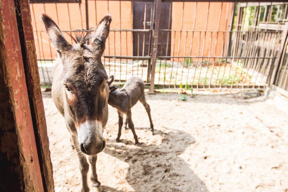 Zoologijos sodo jaunikliai: asiliukas ir zebriukas