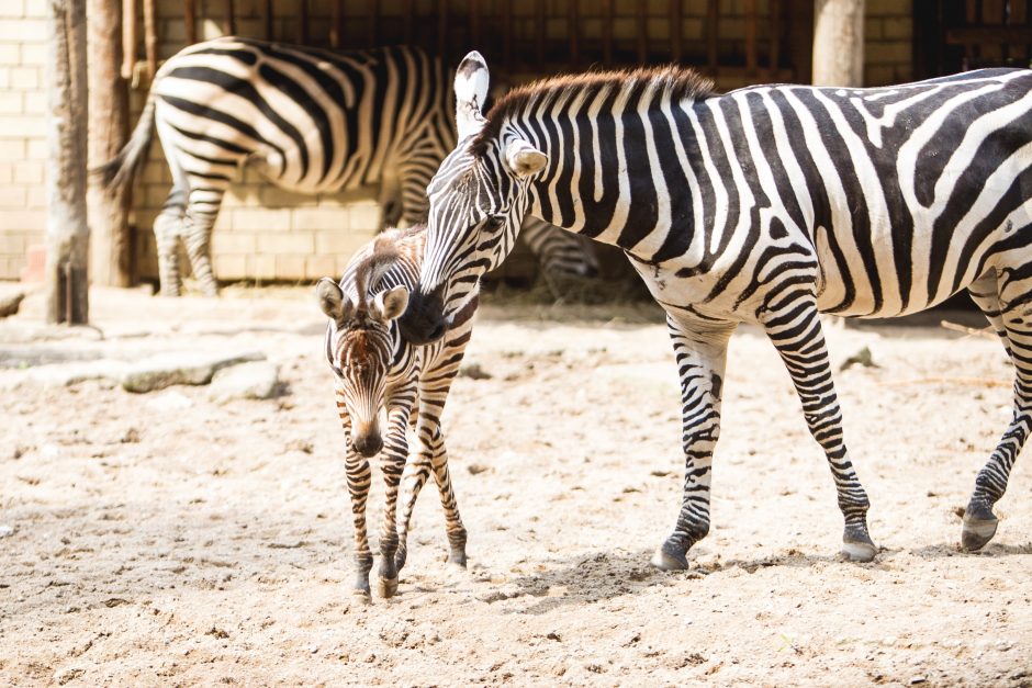 Zoologijos sodo jaunikliai: asiliukas ir zebriukas