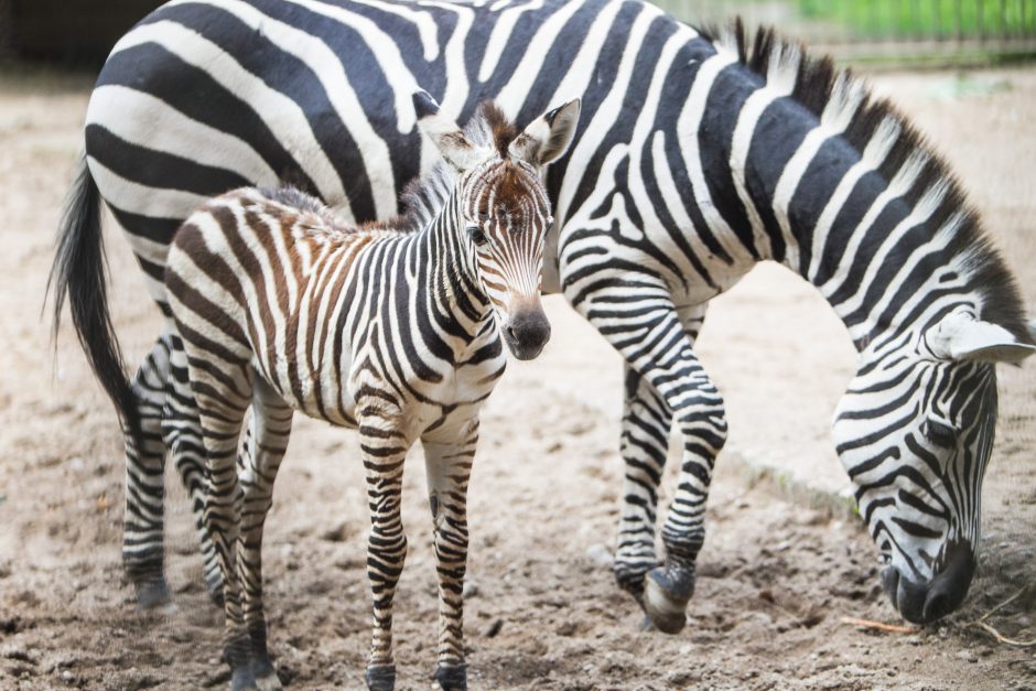 Zoologijos sodo jaunikliai: asiliukas ir zebriukas