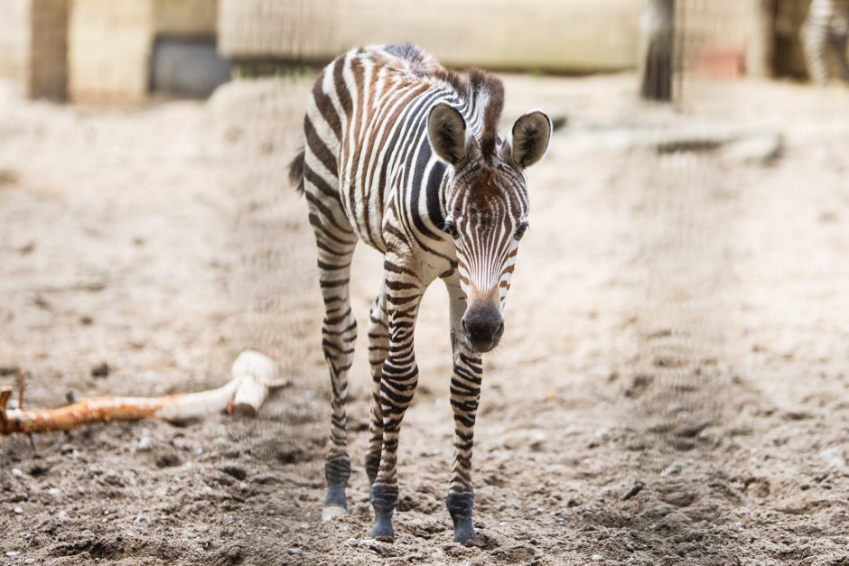 Zoologijos sodo jaunikliai: asiliukas ir zebriukas