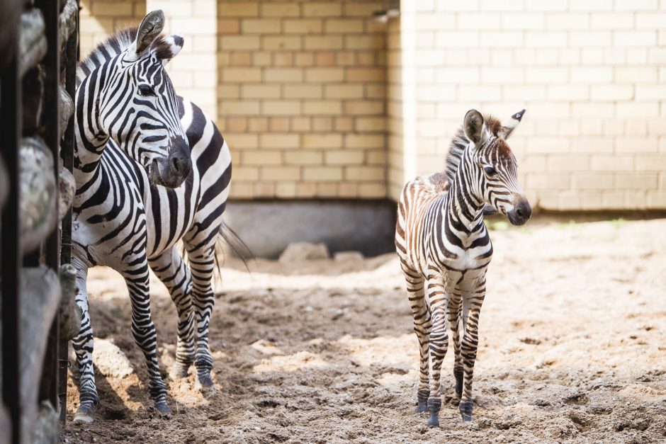 Zoologijos sodo jaunikliai: asiliukas ir zebriukas