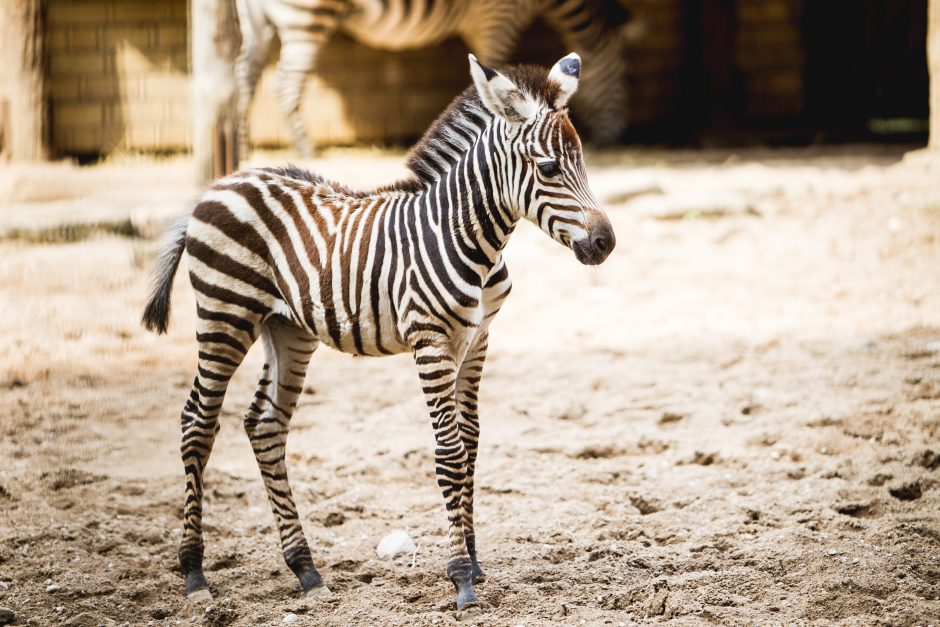 Zoologijos sodo jaunikliai: asiliukas ir zebriukas