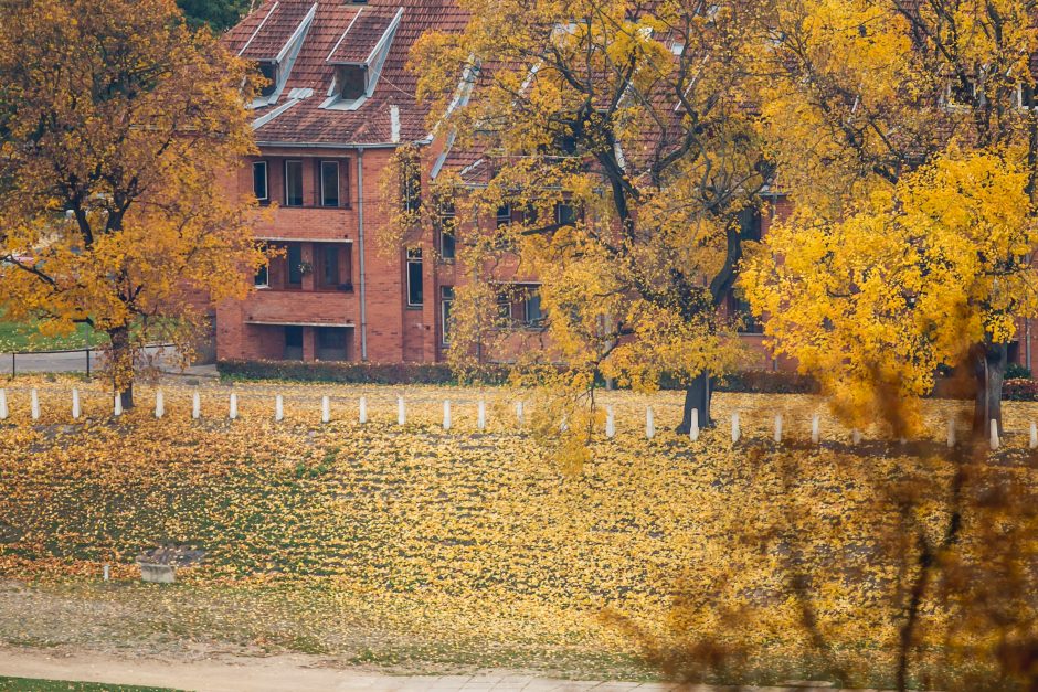 Bobų vasara įsisiūbavo: penktadienis bus šilčiausia spalio diena