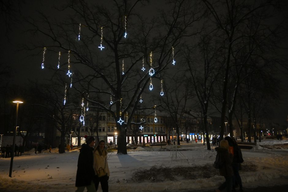 Panevėžyje sužibėjo 13 metrų aukščio natūrali Kalėdų eglė