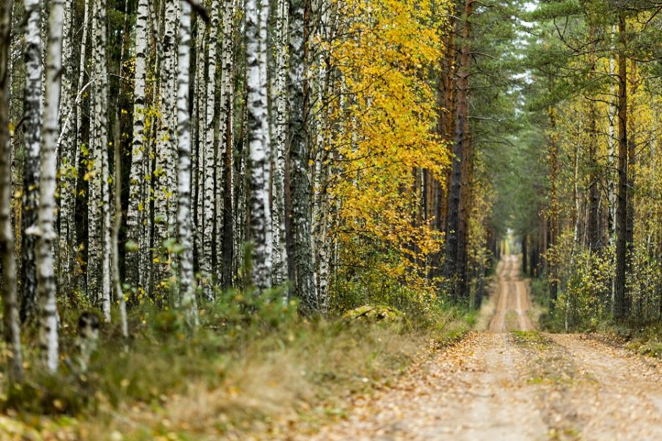 Trakų rajone dėl žievėgraužio tipografo pažeistų miškų skelbiama stichinė nelaimė