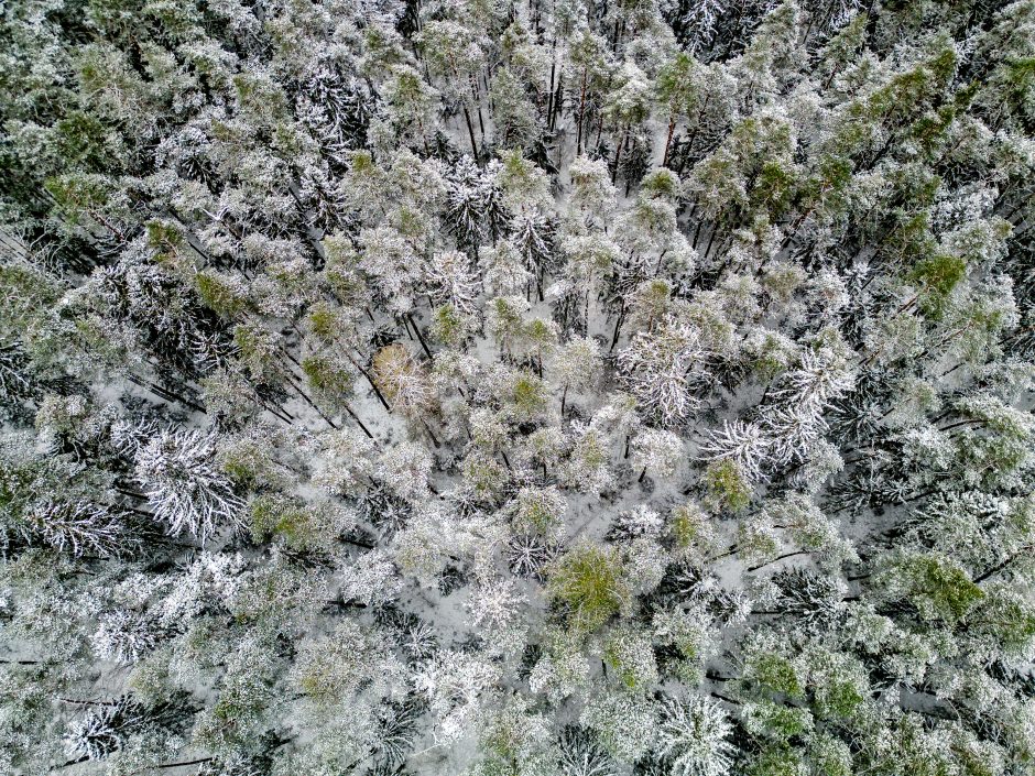 Sutarta stiprinti kai kurių miškų, pelkių, slėnių „Natura 2000“ teritorijose apsaugą