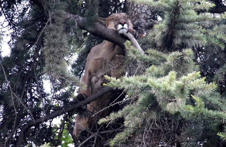 Medyje nejudėdama puma kiūtojo 15 valandų