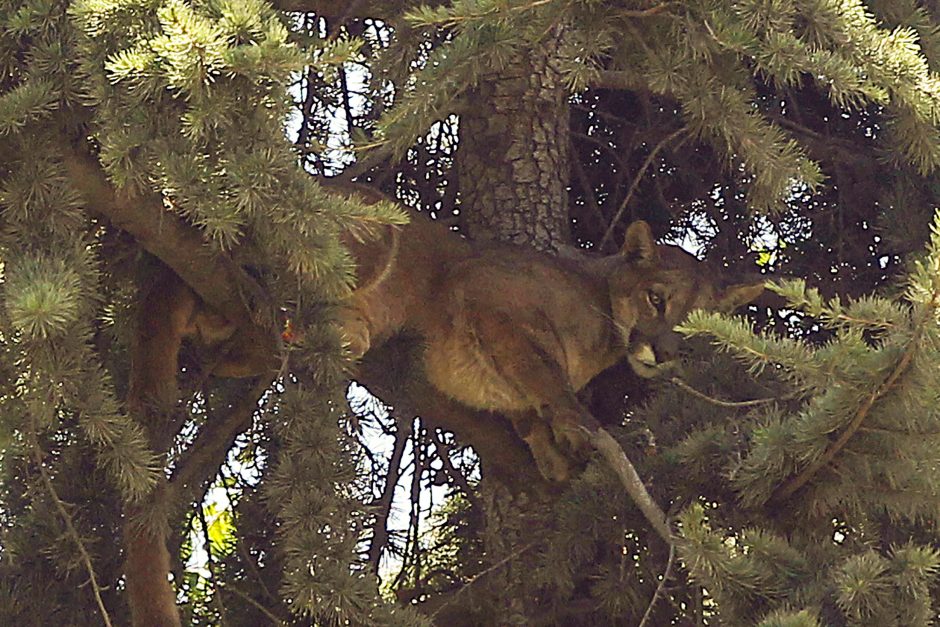 Medyje nejudėdama puma kiūtojo 15 valandų