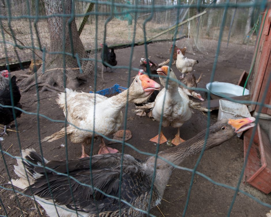 Vokiečių aviganių veisėja: šuo – ne žaislas