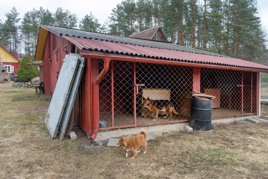 Vokiečių aviganių veisėja: šuo – ne žaislas