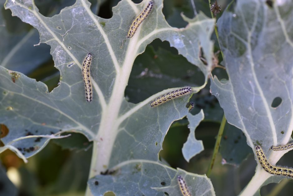 Šilalės rajone ekologinio ūkio savininkas įtariamas pardavinėjęs nelegalius pesticidus