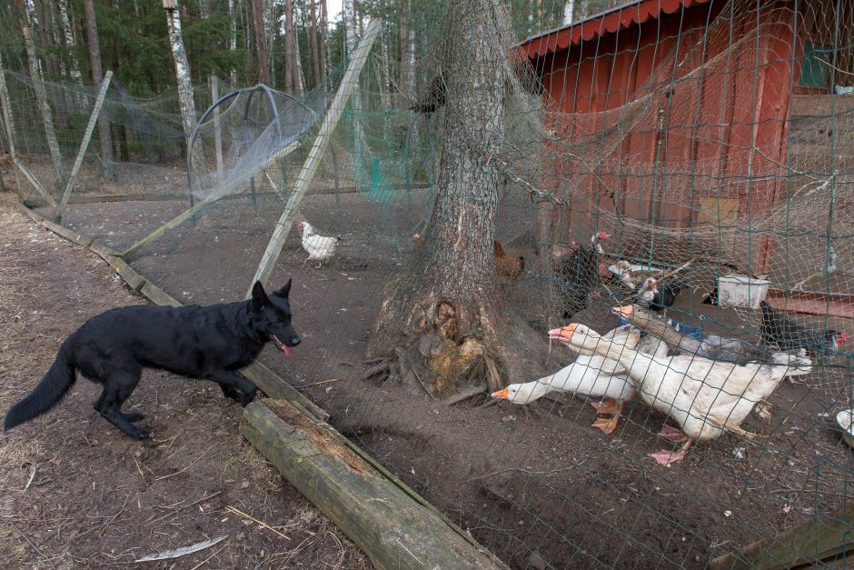 Vokiečių aviganių veisėja: šuo – ne žaislas