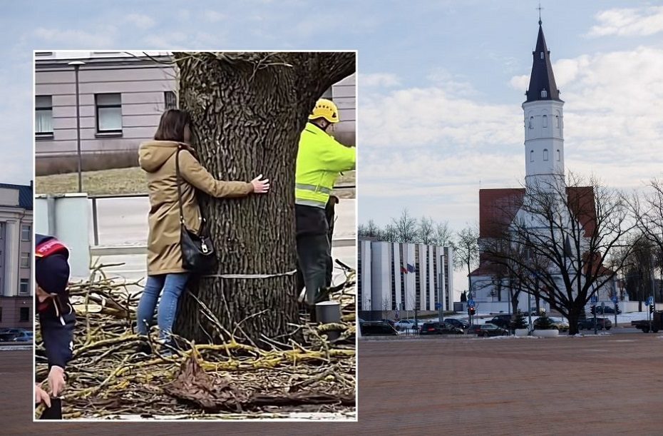 Šiauliečiai piktinasi: nukirstas istorinis Spaudos ąžuolas