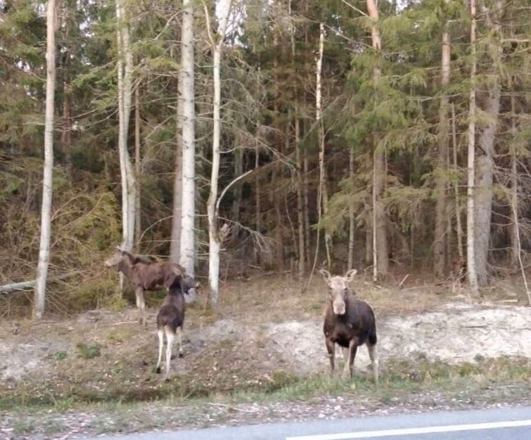 Olando kepurę lanko tik briedžiai