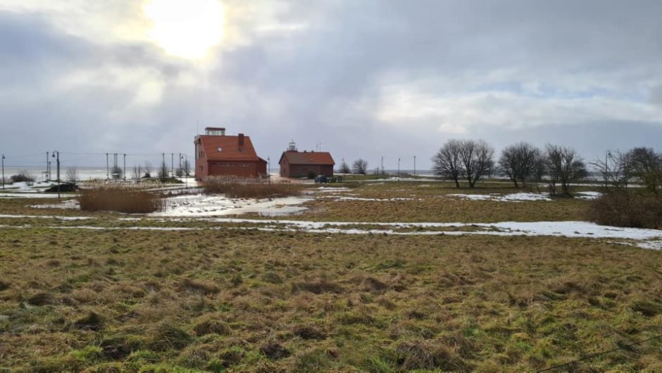 Pamaryje ruošiasi žydėti lazdynai