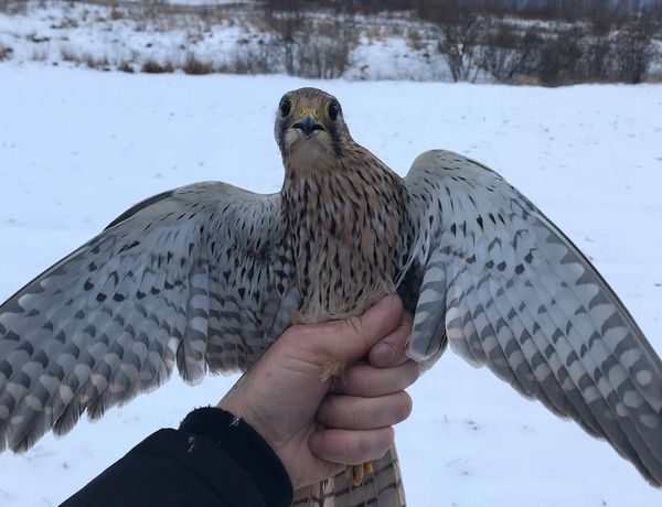 Ventės rage sužieduoti plėšrieji sparnuočiai