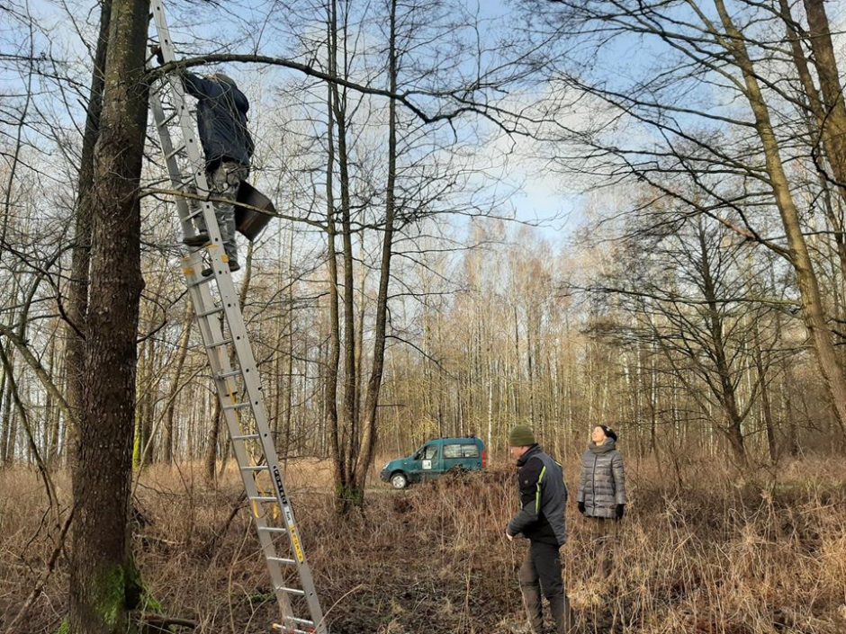 Prasidėjo pavasariu dvelkiantis šurmulys: pamaryje – paukščių migracija