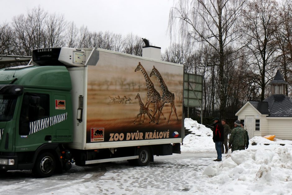 Nauji gyventojai: Lietuvos zoologijos sode – milžinai stumbrai