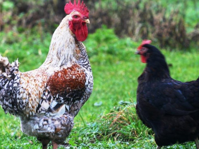 Australijoje gaidys mirtinai sužalojo ūkininkę