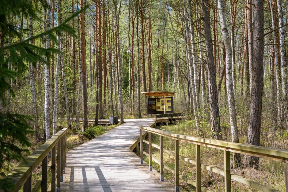 Pašilių stumbryne – pažintis su stambiausiais laukiniais gyvūnais