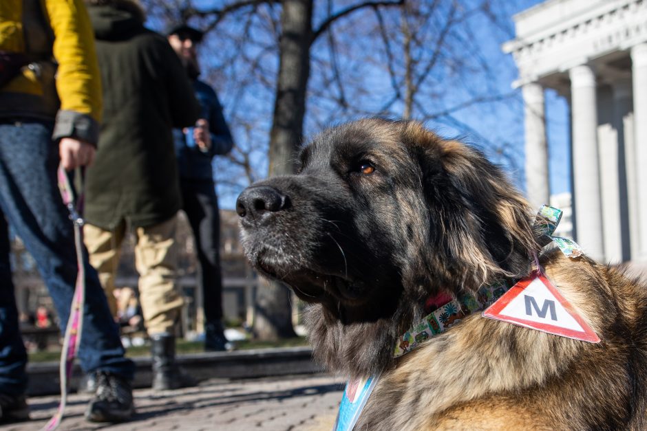 Protestuotojų reikalavimas Vyriausybei – atnaujinti praktinį vairavimo mokymą ir egzaminus