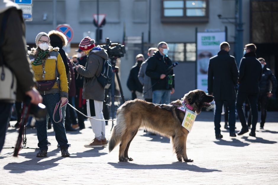 Protestuotojų reikalavimas Vyriausybei – atnaujinti praktinį vairavimo mokymą ir egzaminus