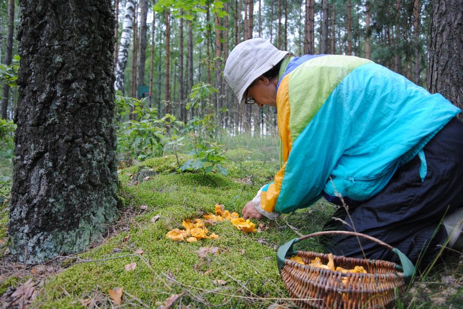 Kaip nepasiklysti miške, o pasiklydus rasti teisingą kelią?