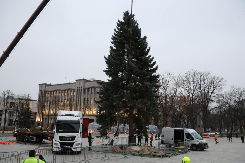 Kauno kalėdinė eglutė – jau Vienybės aikštėje