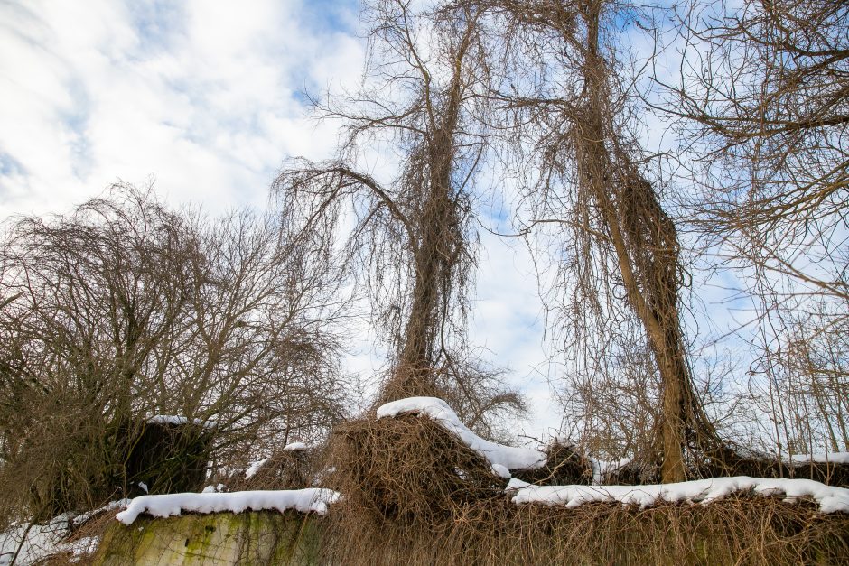 Nuspręsta: Kaunas perima Linkuvos dvarą