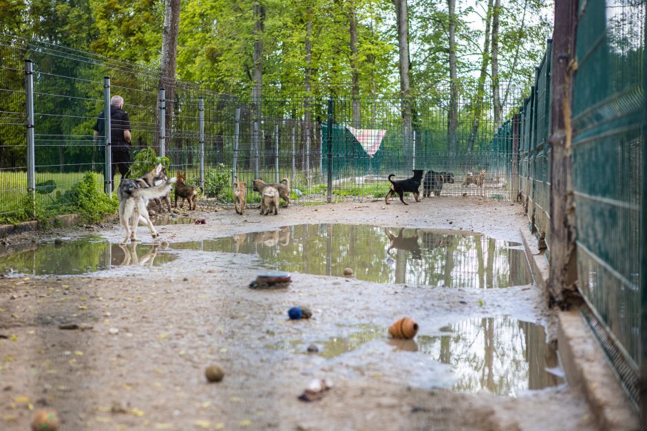 Intrigomis ir ambicijomis apraizgyta šuns istorija