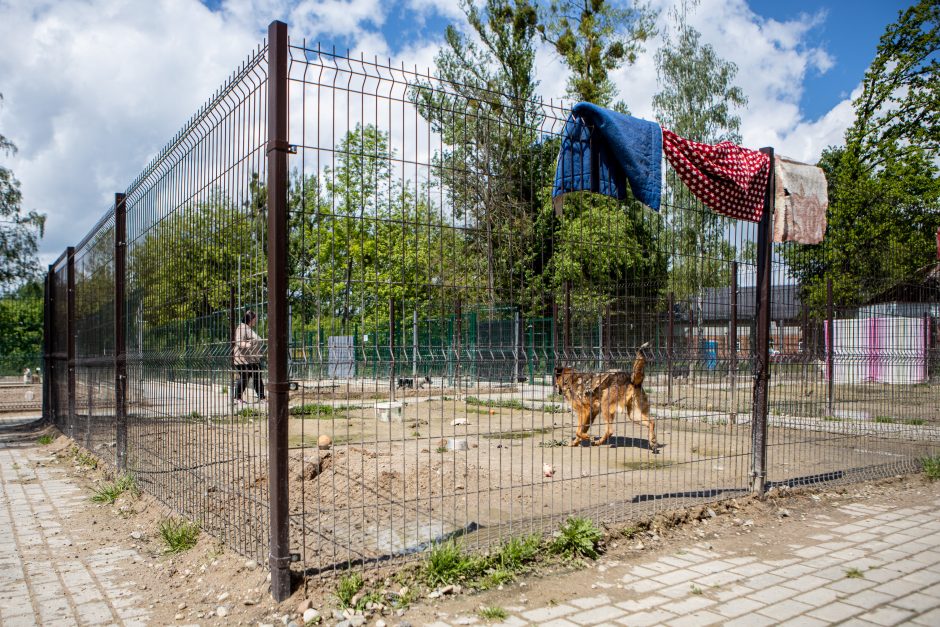 Intrigomis ir ambicijomis apraizgyta šuns istorija