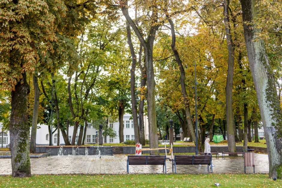 Užkliuvo medžiai Miesto sode: šaknys dengiamos nederančiais akmenukais