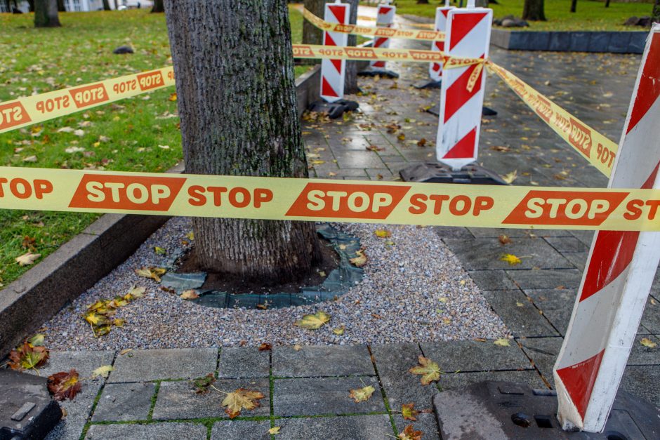 Užkliuvo medžiai Miesto sode: šaknys dengiamos nederančiais akmenukais