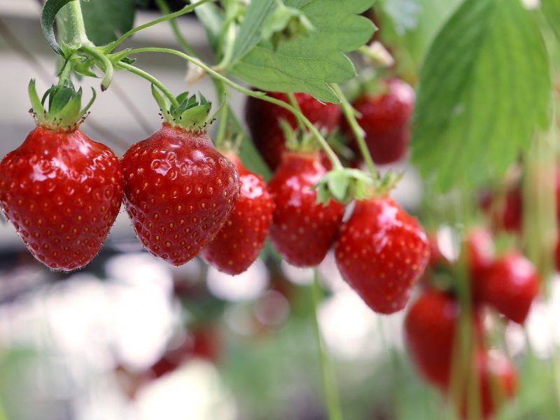 Marijampolietė į policiją kreipėsi dėl pesticidais nupurkštų braškių daigų