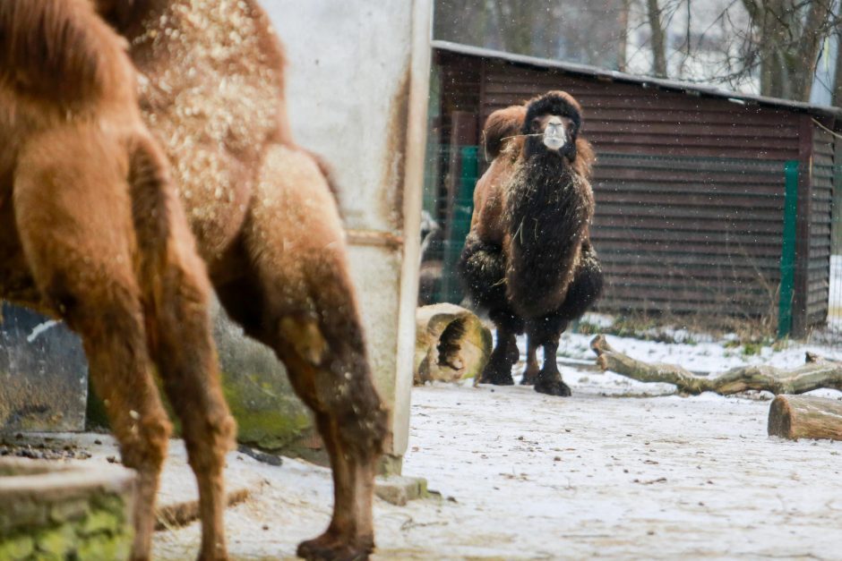 Ant zoologijos sodo konkursų krito šešėlis: stabdys 11 mln. eurų vertės pirkimus?