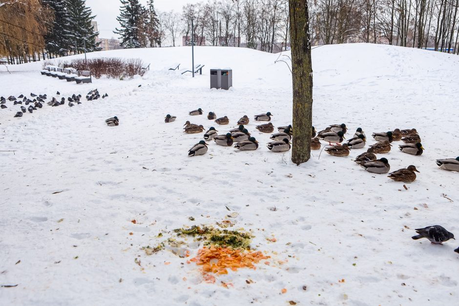 Kaunietė: gal dar yra vilties pakilti iš dugno?