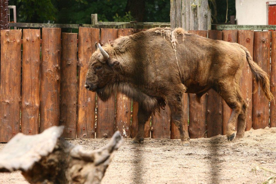 Zoologijos sodo rekonstrukcija: bus ruošiamos naujos darbų pirkimo sąlygos