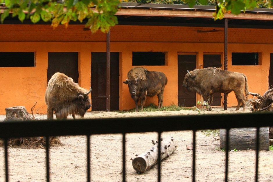 Zoologijos sodo rekonstrukciją perims ministerija? 