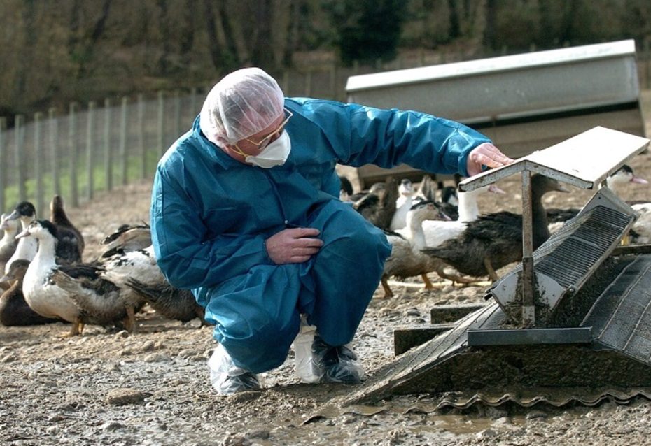 JAV pirmą kartą paukščiu gripu užsikrėtė vaikas