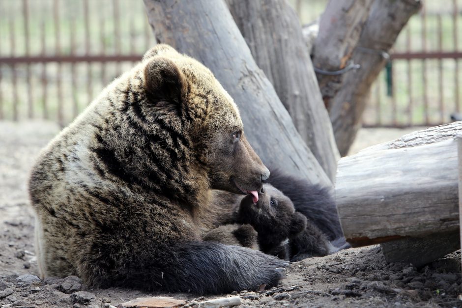 Zoologijos sode – nauji gyventojai