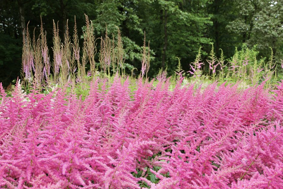 Augalai kaip niekad ankstyvi: anksčiau pražydusias astilbes vejasi skubanti hortenzijų kolekcija