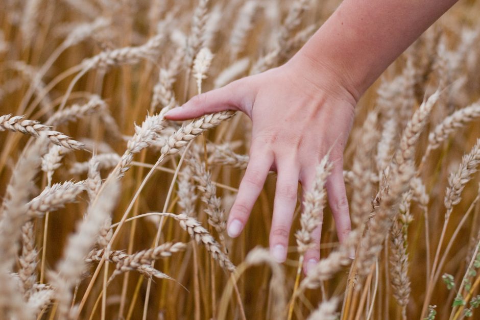 Nacionalinė parama už pasėlius ir gyvulius – 13 mln. eurų