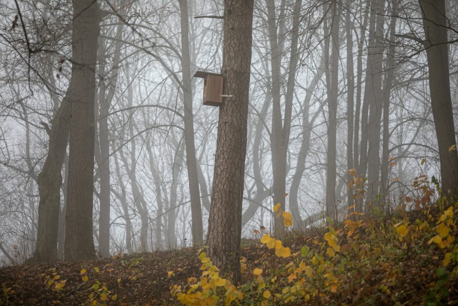 Orai: daugelyje rajonų numatomas lietus, kai kur su šlapdriba