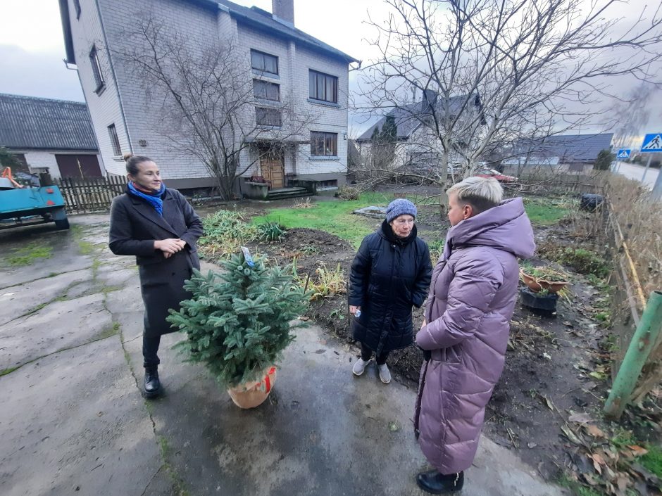 Į Kretingos Rotušės aikštę atkeliavo Kalėdų eglė